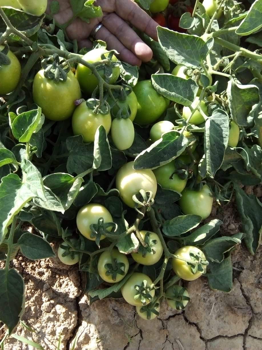 برنامج زراعة وتسميد الطماطم