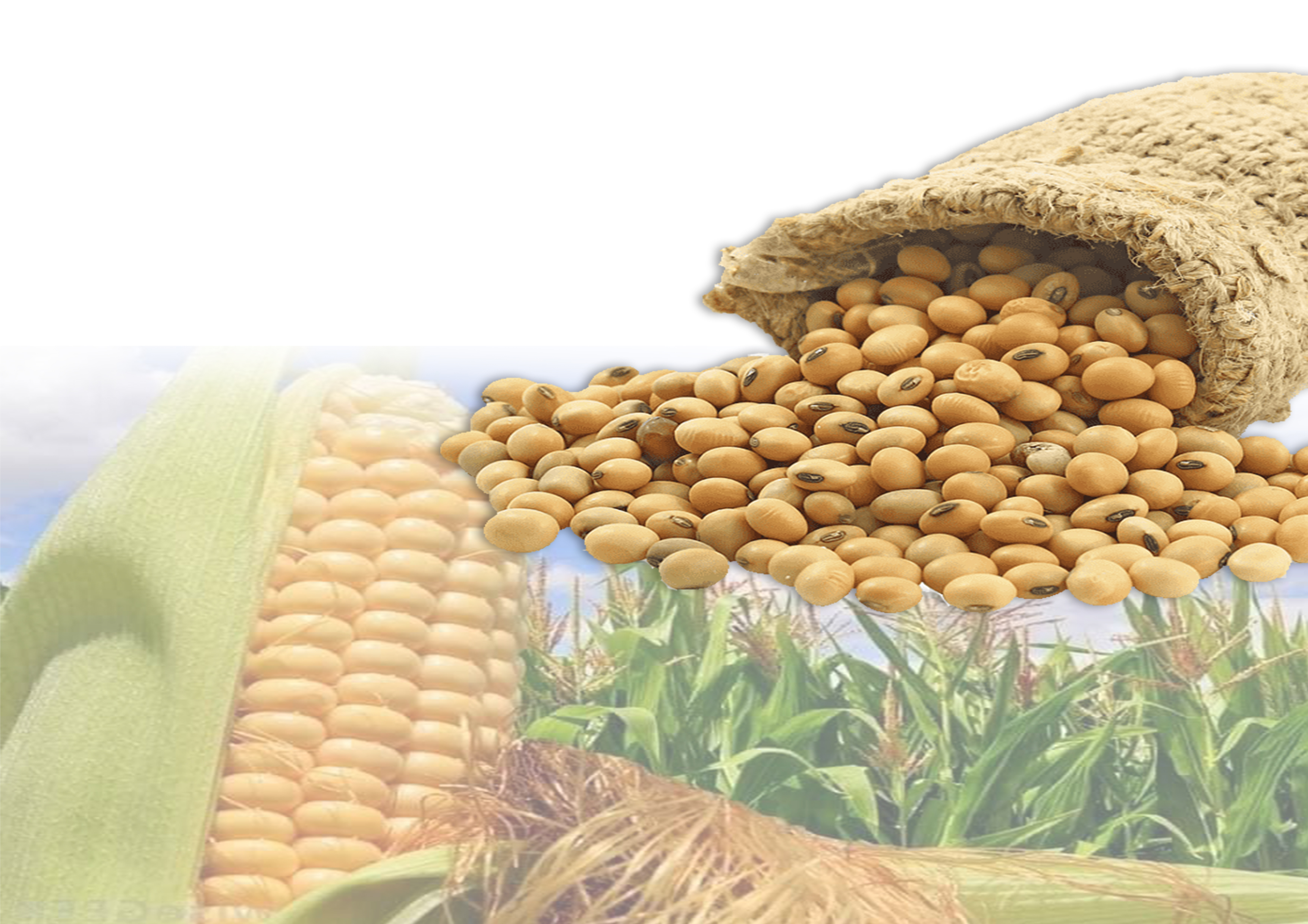 soyabeans & corn