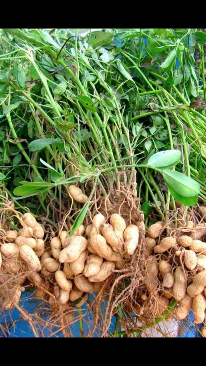 Peanut fertilization program