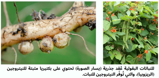 البكتيريا المثبتة للنيتروجين