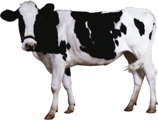 Foot and Mouth Disease (FMD)