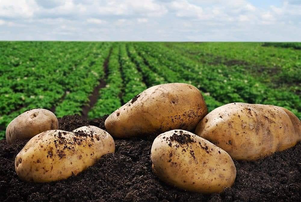 Success story of Potatoes