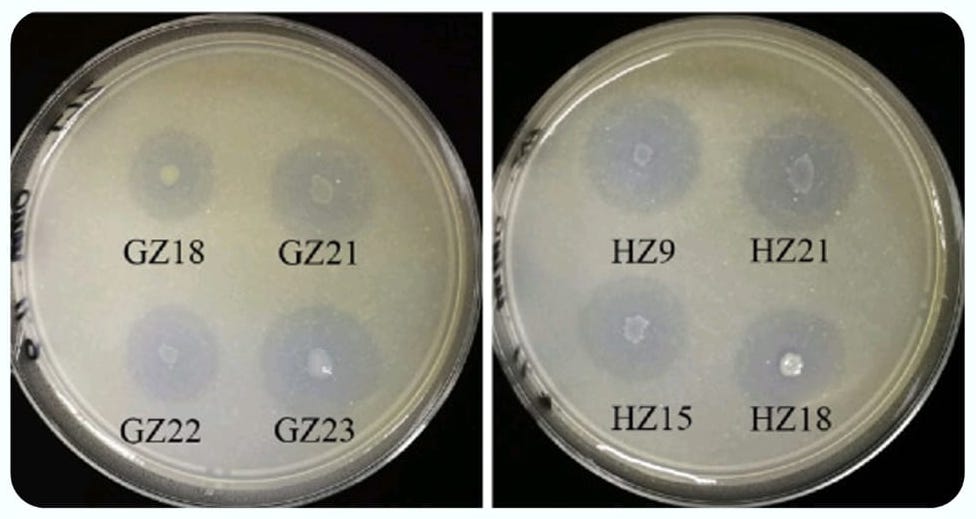 Potassium Solubilizing Bacteria