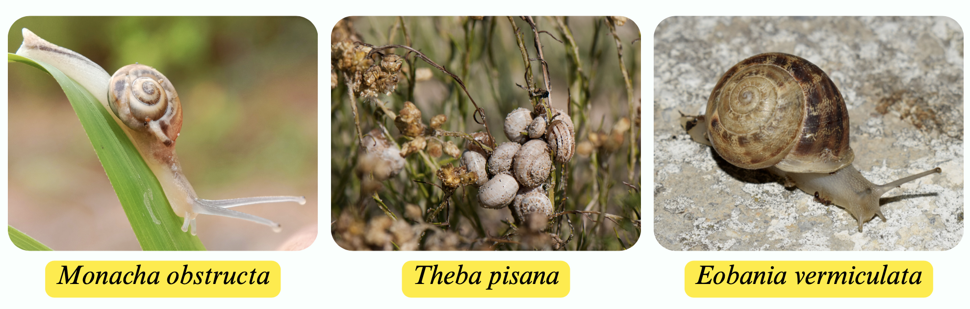 الإدارة المتكاملة العضوية لمكافحة القواقع