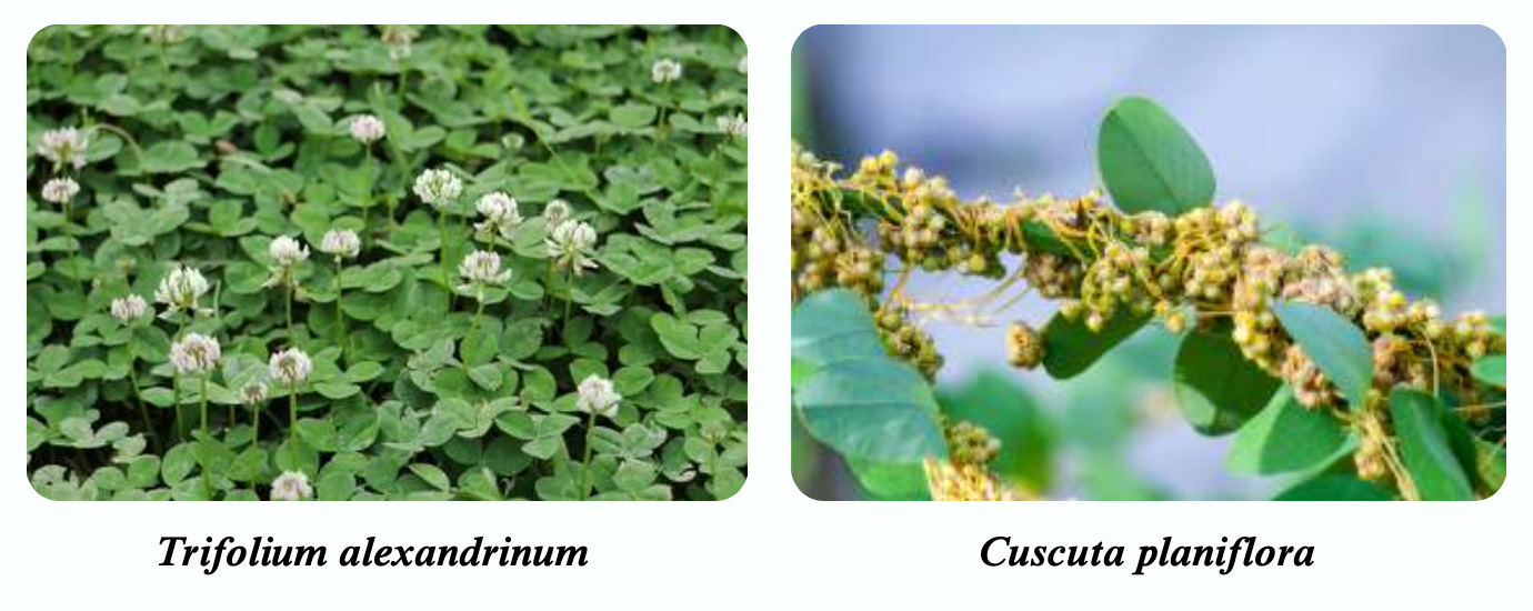 Integrated Weed Management of Cuscuta planiflora: Protecting Egyptian Clover Production