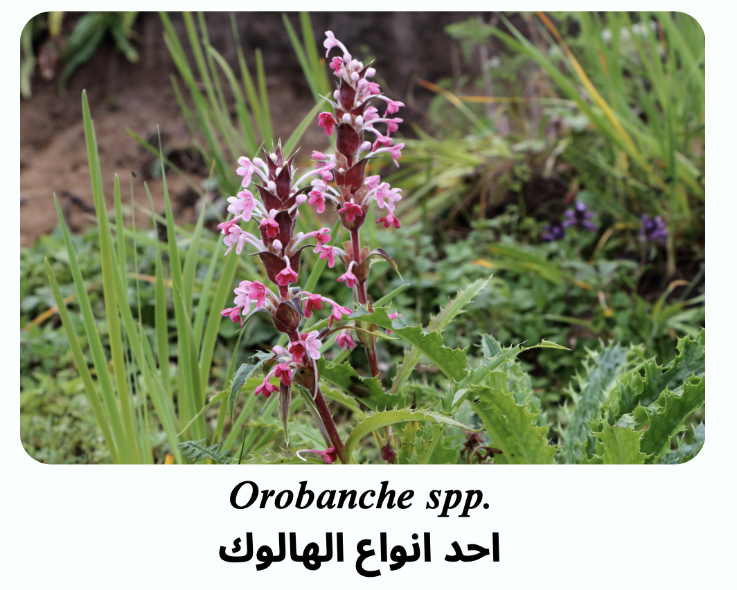 Broomrape Control Methods