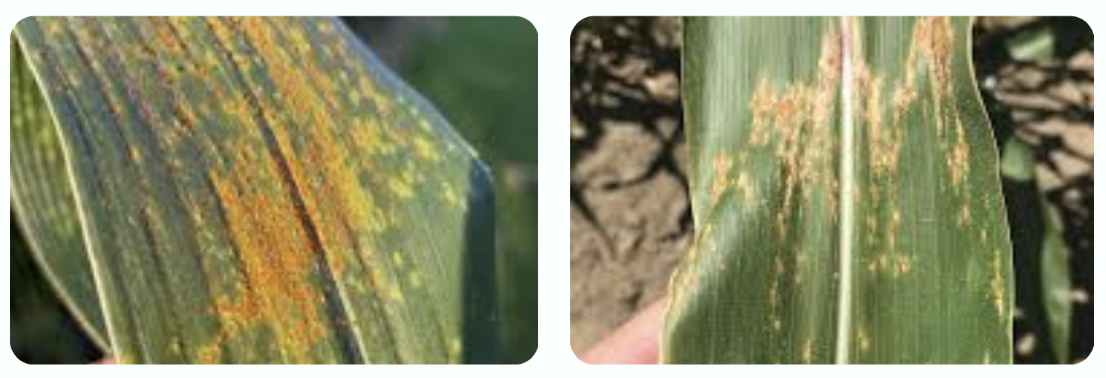 صدأ الذرة في الزراعة : فهم المرض وإدارته المتكاملة بالأساليب العضوية